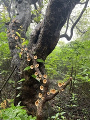 Podoscypha petalodes