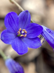 Chamaescilla corymbosa