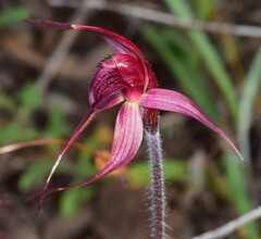 Caladenia cruciformis