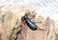 Alobates pensylvanicus