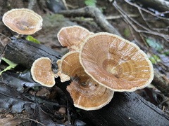 Microporus xanthopus