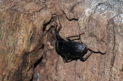 Alobates pensylvanicus