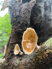 Podoscypha petalodes