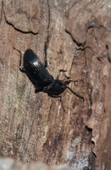 Alobates pensylvanicus