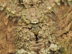 Pandercetes
