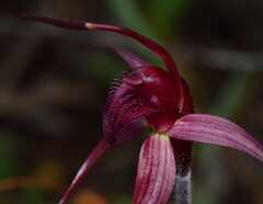 Caladenia cruciformis