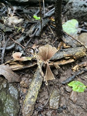 Podoscypha petalodes