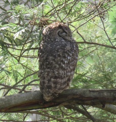 Bubo africanus africanus