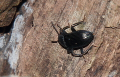 Alobates pensylvanicus