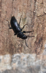 Alobates pensylvanicus