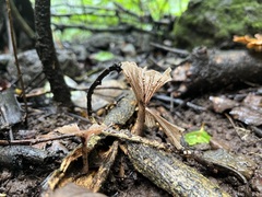 Podoscypha petalodes