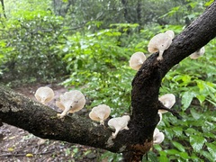 Podoscypha petalodes