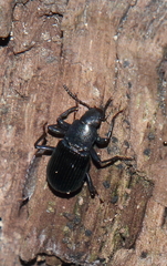 Alobates pensylvanicus