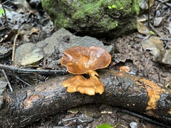 Coltricia cinnamomea