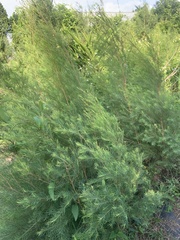 Melaleuca alternifolia