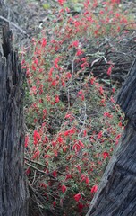 Stenanthera conostephioides