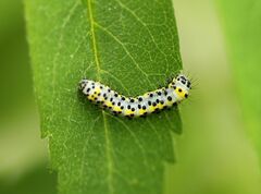 Diloba caeruleocephala