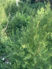 Melaleuca alternifolia