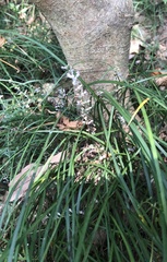 Ophiopogoneae