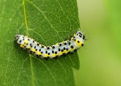 Diloba caeruleocephala