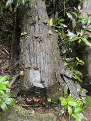 Cerrena zonata