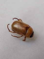 Cyclocephala