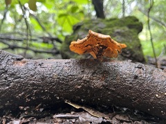 Coltricia cinnamomea