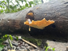 Podoscypha petalodes