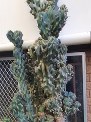 Cereus repandus