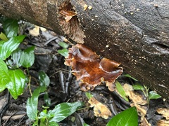 Podoscypha petalodes