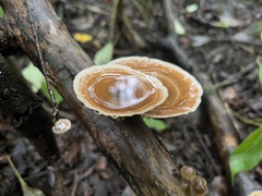 Microporus
