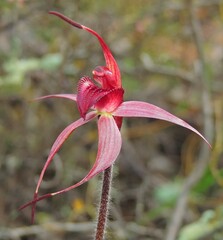 Caladenia cruciformis