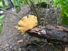 Podoscypha petalodes