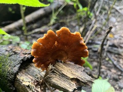 Podoscypha petalodes