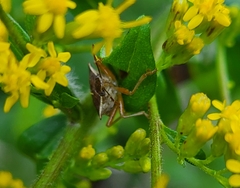 Podisus maculiventris