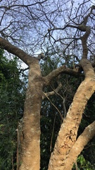 Sapium glandulosum