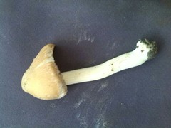 Inocybe mixtilis