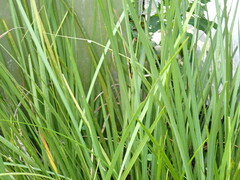 Cymbopogon nardus