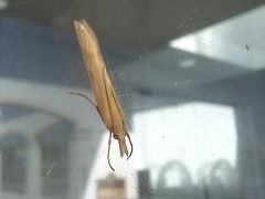 Agriphila