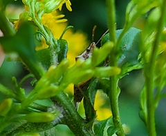 Podisus maculiventris
