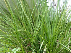 Cymbopogon nardus