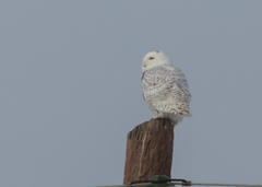 Bubo scandiacus