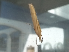 Agriphila