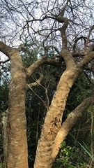 Sapium glandulosum