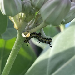 Danaus