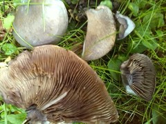 Thaxterogaster purpurascens