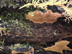 Phellinopsis conchata