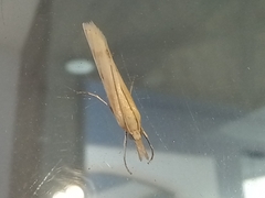 Agriphila