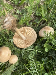Marasmius oreades