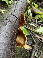 Podoscypha petalodes